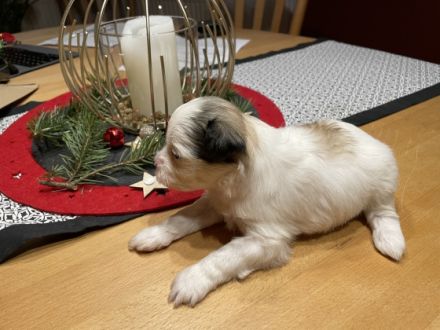 Havaneser sind nicht haarende für Allergiker geeignete