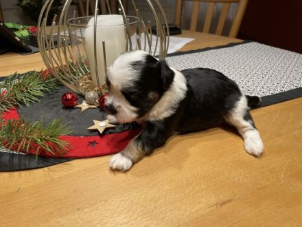 Havaneser sind nicht haarende für Allergiker geeignete