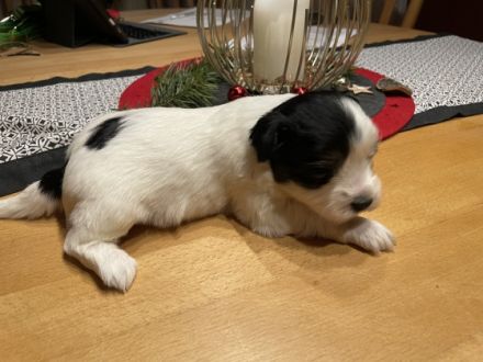 Havaneser sind nicht haarende für Allergiker geeignete
