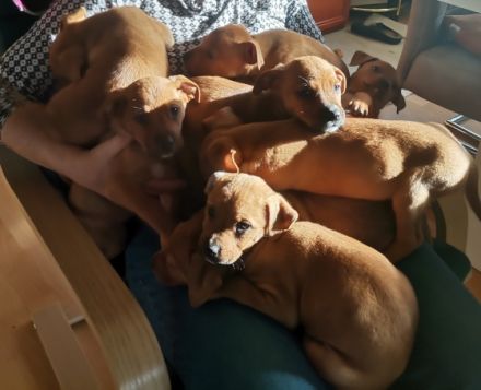 Am 15. Oktober hat meine fraya 8 welpen das Leben