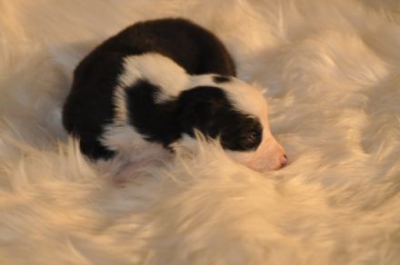 Jetzt ist leben in der Kinder Stube. Unsere Hündin hat
