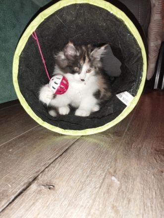 Unsere Amy hat am 21.09.22. (4) bezaubernde Kitten zur