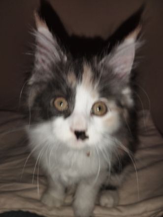 Unsere Amy hat am 21.09.22. (4) bezaubernde Kitten zur