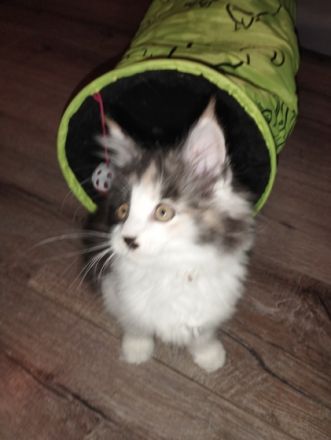 Unsere Amy hat am 21.09.22. (4) bezaubernde Kitten zur