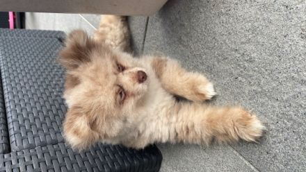 Verkaufen schweren Herzens unseren kleinen Rüden. Er