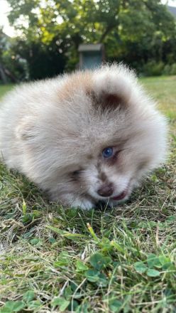 Verkaufen schweren Herzens unseren kleinen Rüden. Er