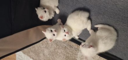 Hallo liebe Interessenten, Alle fünf Kätzchen sind