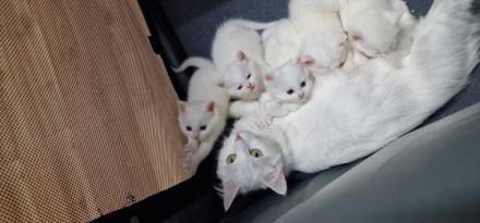 Hallo liebe Interessenten, Alle fünf Kätzchen sind