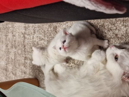 Hallo liebe Interessenten, Alle fünf Kätzchen sind