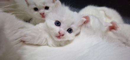 Hallo liebe Interessenten, Alle fünf Kätzchen sind