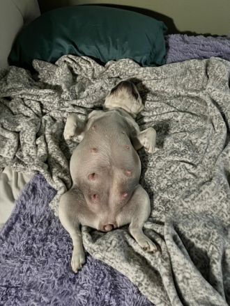 Diese Welpen stammen aus einer wunderschönen