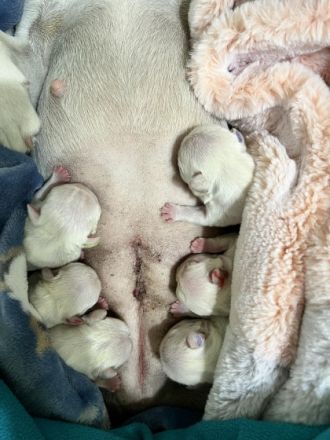 Diese Welpen stammen aus einer wunderschönen