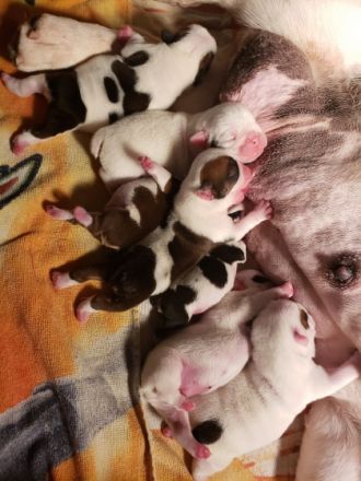 Mutter und Welpen sind wohlauf!!! Die Welpen sind