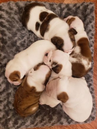 Mutter und Welpen sind wohlauf!!! Die Welpen sind