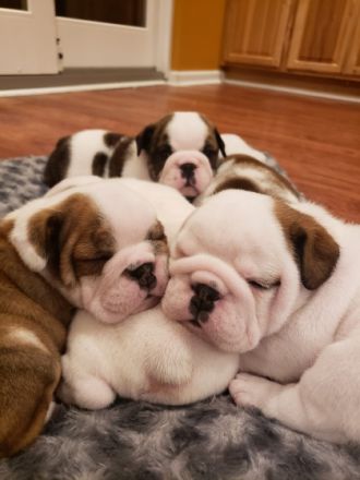 Mutter und Welpen sind wohlauf!!! Die Welpen sind