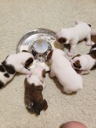 Mutter und Welpen sind wohlauf!!! Die Welpen sind