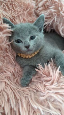 Wir sind eine kleine eingetragene Hobbyzucht ... Unsere