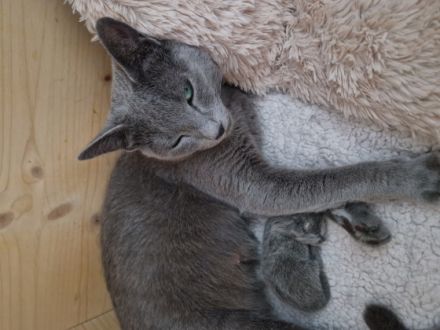 Wir sind eine kleine eingetragene Hobbyzucht ... Unsere