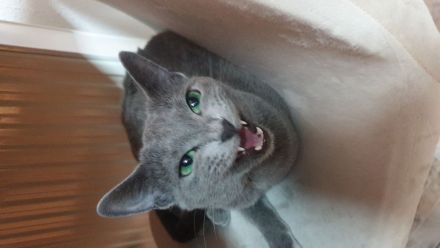 Wir sind eine kleine eingetragene Hobbyzucht ... Unsere