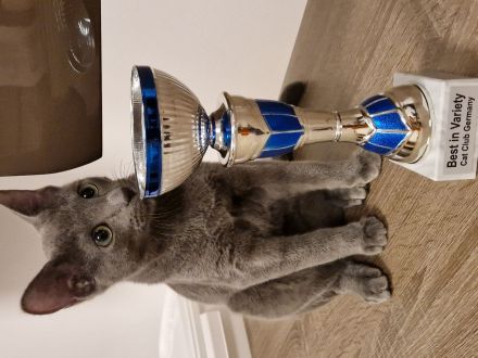 Wir sind eine kleine eingetragene Hobbyzucht ... Unsere