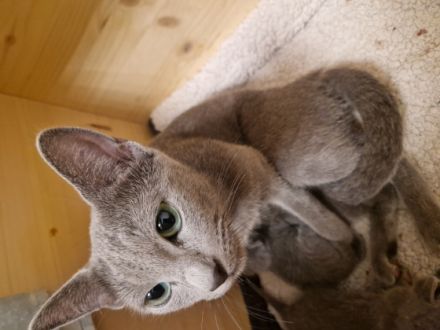 Wir sind eine kleine eingetragene Hobbyzucht ... Unsere