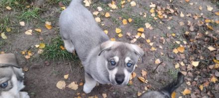 Liebe Hundefreunde. Unsere Hündin hat Anfang Oktober 8