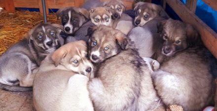 Liebe Hundefreunde. Unsere Hündin hat Anfang Oktober 8