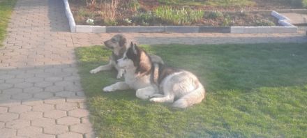 Liebe Hundefreunde. Unsere Hündin hat Anfang Oktober 8