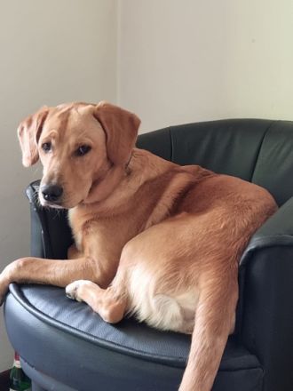 Hallo ich heisse Efe und bin 15 Monate alt.Ich bin ein