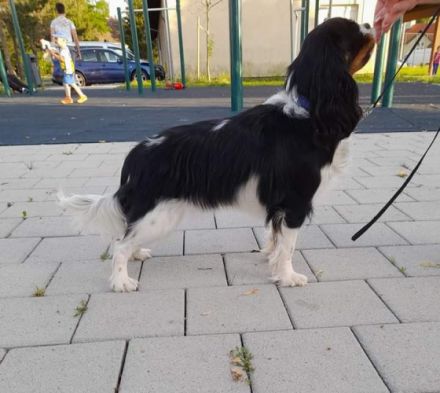 Eingetragener Zwinger verkauft Kavalierwelpen. Wir
