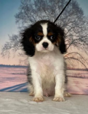 Eingetragener Zwinger verkauft Kavalierwelpen. Wir