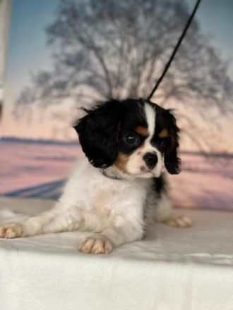 Eingetragener Zwinger verkauft Kavalierwelpen. Wir