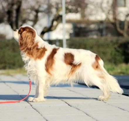 Eingetragener Zwinger verkauft Kavalierwelpen. Wir