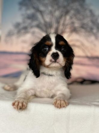 Eingetragener Zwinger verkauft Kavalierwelpen. Wir