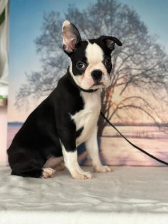 Registrierter Zwinger verkauft Boston Terrier Welpen.