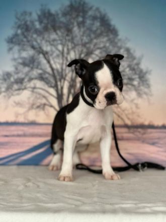 Registrierter Zwinger verkauft Boston Terrier Welpen.
