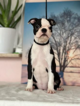 Registrierter Zwinger verkauft Boston Terrier Welpen.
