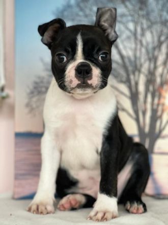 Registrierter Zwinger verkauft Boston Terrier Welpen.