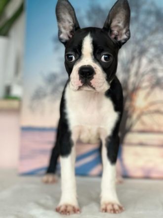 Registrierter Zwinger verkauft Boston Terrier Welpen.