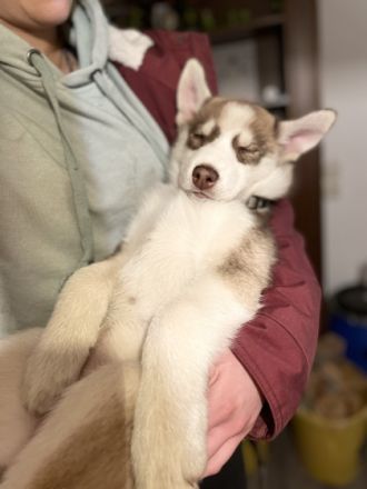 Am 23.09.2022 haben 9 gesunde, wunderschöne, Siberian