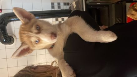 Am 23.09.2022 haben 9 gesunde, wunderschöne, Siberian