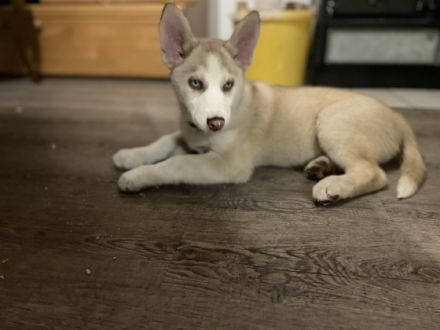 Am 23.09.2022 haben 9 gesunde, wunderschöne, Siberian