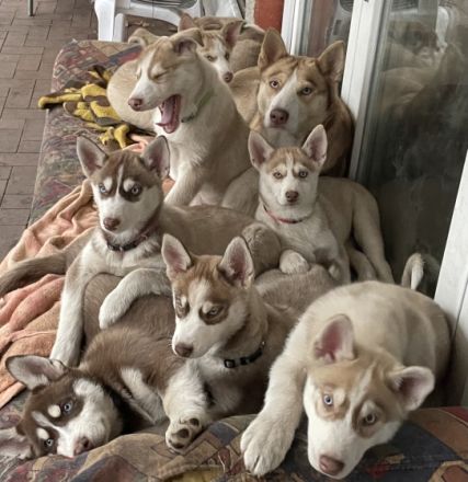 Am 23.09.2022 haben 9 gesunde, wunderschöne, Siberian