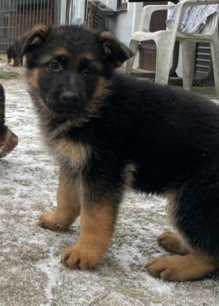 5 schwarz-braune Schäferhundwelpen - 1 Rüde, 4