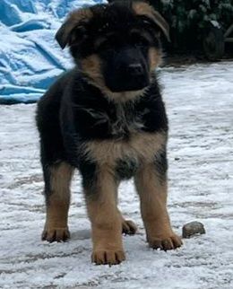 5 schwarz-braune Schäferhundwelpen - 1 Rüde, 4