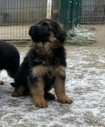 5 schwarz-braune Schäferhundwelpen - 1 Rüde, 4