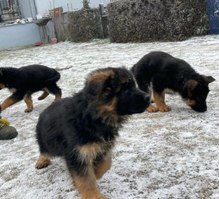 5 schwarz-braune Schäferhundwelpen - 1 Rüde, 4