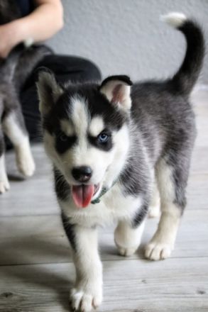 Unsere Hündin hat am 12.10.2022 5 gesunde Welpen das