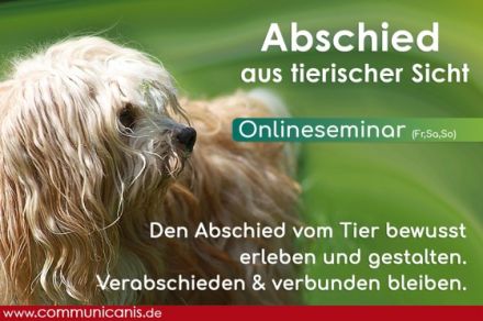 Abschied vom geliebten Haustier. Das Onlineseminar. 07.03.25