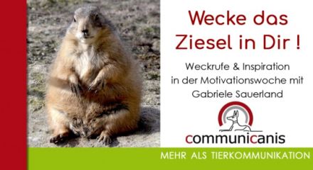 Wecke das Ziesel in Dir ! Motivationswoche 08.01.25